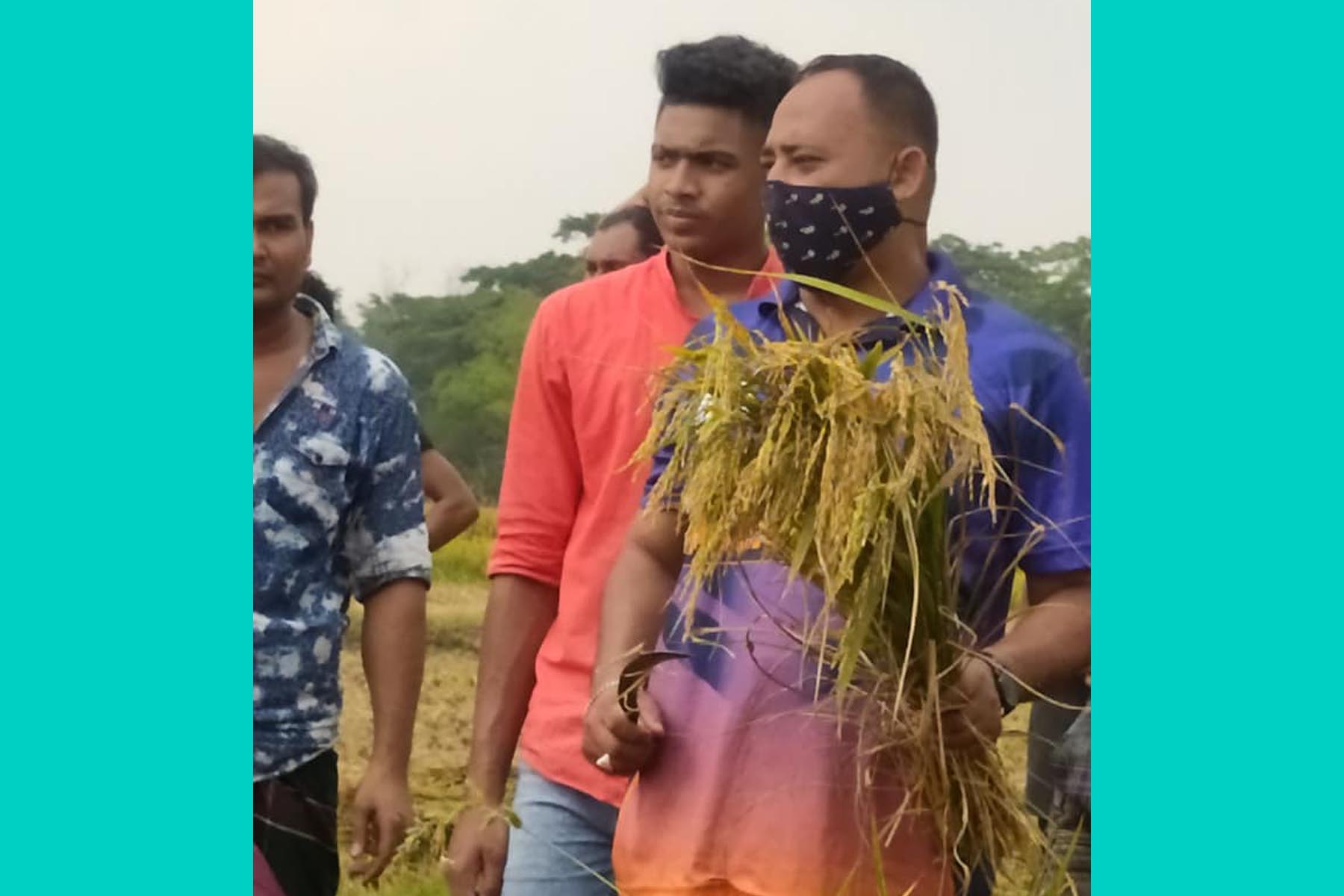 চন্দ্রগঞ্জ থানা ছাত্রলীগের উদ্যোগে অসহায় কৃষকের ধান কেটে ঘরে তুলে দিল