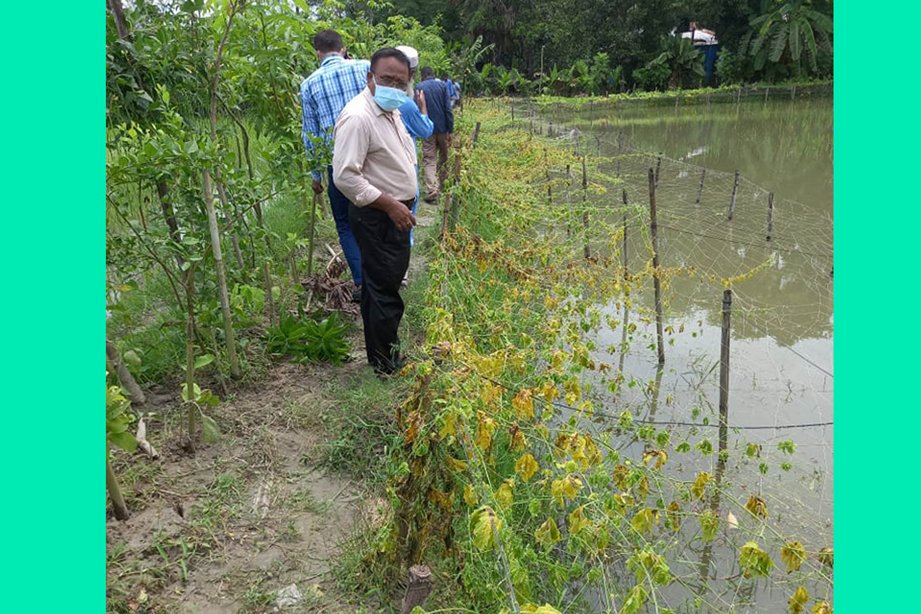লক্ষ্মীপুরে কৃষকের গাছ কেটে লাখ টাকার ক্ষতি